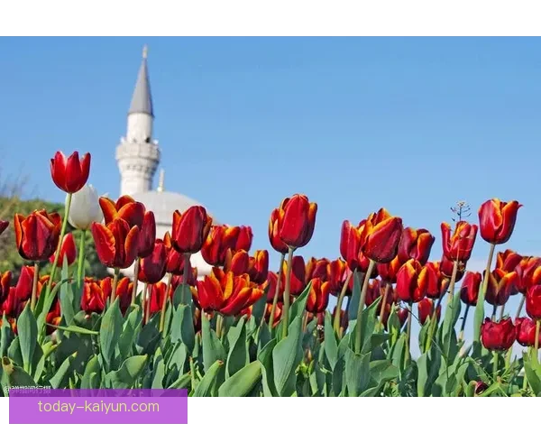 荷兰队郁金香军团近期表现稳健，竞争力持续提升